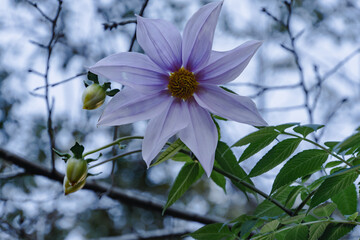 Dahlia imperialis blooming in the suburbs of Japan