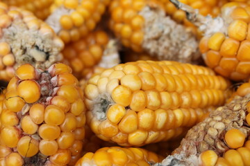 close up of corn