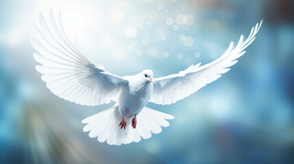 Beautiful peace white dove flying to get released