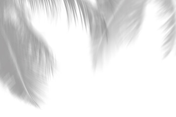 Abstract gray shadow background of natural coconut leaves falling on white concrete wall texture with cracked line for background and wallpaper, black and white monochrome tone.