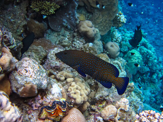 Naklejka na ściany i meble Cephalopholis argusб Peacock garrupa or garrupa-argus in the expanse of the coral reef of the Red Sea