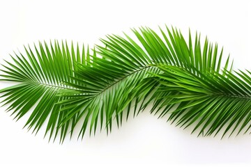 Green coconut leaves, palm fronds, tropical foliage isolated on white background. Generative AI - obrazy, fototapety, plakaty