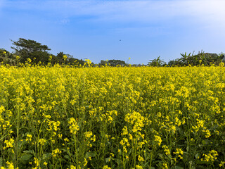 Fototapeta premium Field of rapeseed. Mustard Bloom. Mustard Field in Bangladesh