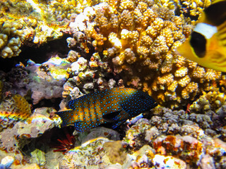 Cephalopholis argusб Peacock garrupa or garrupa-argus in the expanse of the coral reef of the Red Sea