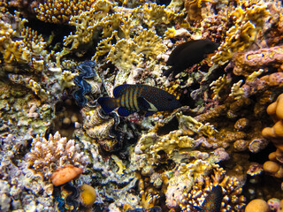 Cephalopholis argusб Peacock garrupa or garrupa-argus in the expanse of the coral reef of the Red Sea