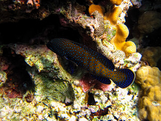 Cephalopholis argusб Peacock garrupa or garrupa-argus in the expanse of the coral reef of the Red Sea