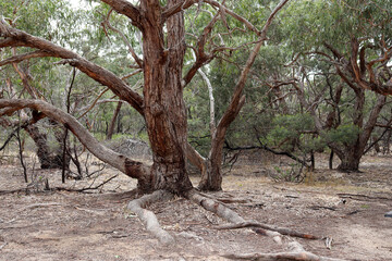 eucalyptus tree and tree roots in australian bushland