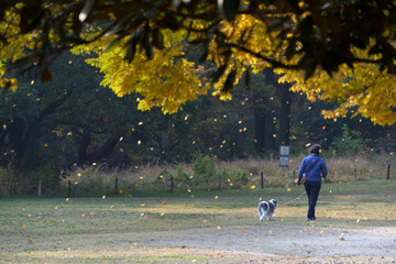 色づいたアキニレの葉っぱが木枯らしに舞う公園の風景