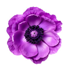 Purple flower isolated on transparent background Remove png, Clipping Path, pen tool