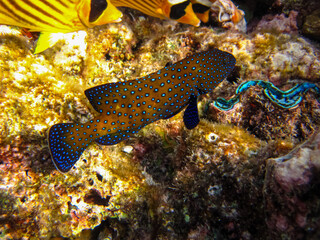 Cephalopholis argusб Peacock garrupa or garrupa-argus in the expanse of the coral reef of the Red Sea