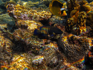 Cephalopholis argusб Peacock garrupa or garrupa-argus in the expanse of the coral reef of the Red Sea