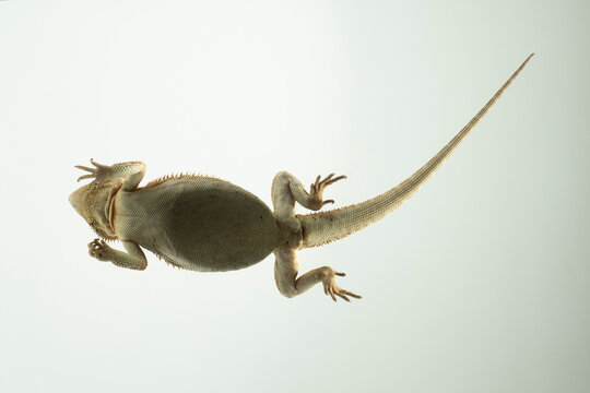 bartagame Pogona Vitticeps Bartagame perspektive