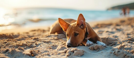 Cute funny ginger bull terrier puppy is lying on the sand on the beach on a summer day Walking with the dog. Creative Banner. Copyspace image - obrazy, fototapety, plakaty
