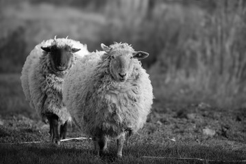 Black and white portrait of a domestic sheep grazing in a meadow. Domestic animals kept in the...