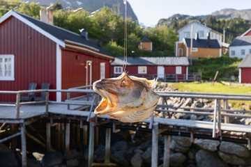 A dried fish head hanging on a hook with traditional red Norwegian Rorbu cabins and a rugged...