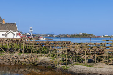 Clear skies grace the traditional cod drying racks in Reine, Moskenesoy, Lofoten Islands, where...