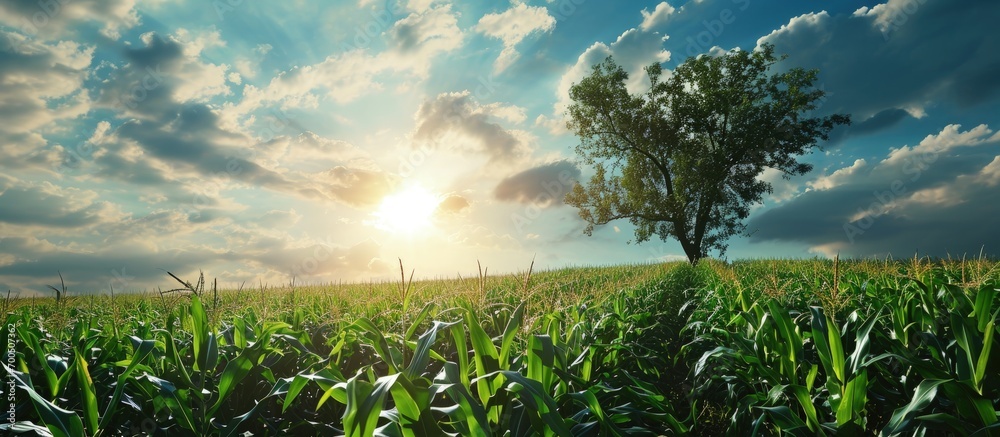 Poster corn field in clear day corn tree with blue cloudy sky. creative banner. copyspace image