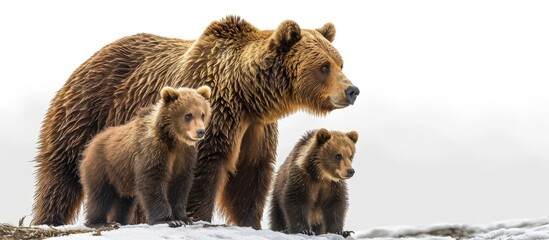 Brown bear cubs standing and her mom close. Creative Banner. Copyspace image - Powered by Adobe