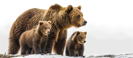 Gordijnen Brown bear cubs standing and her mom close. Creative Banner. Copyspace image © HN Works