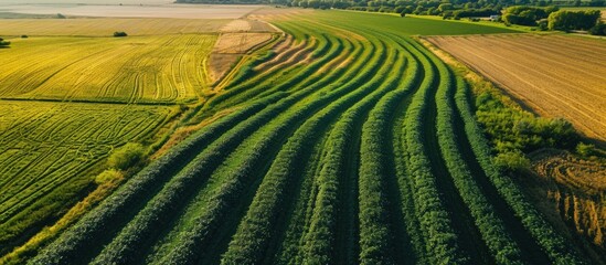 An aerial view of farmland planted in alfalfa and irrigated with a center pivot irrigation system. Creative Banner. Copyspace image - obrazy, fototapety, plakaty