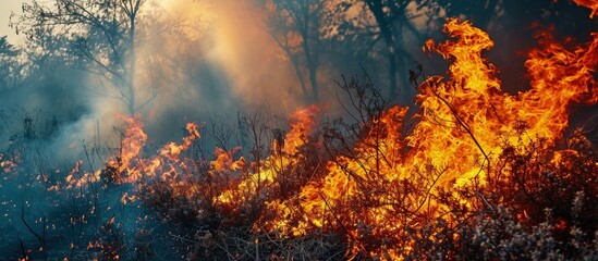 Forest fire burning grass and small trees. Creative Banner. Copyspace image