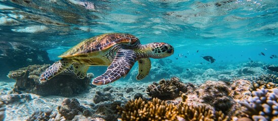 Following a green sea turtle over the coral reef. Creative Banner. Copyspace image