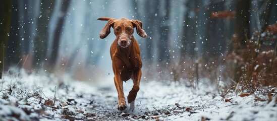 A beautiful Hungarian Vizsla dog runs through the winter forest. Creative Banner. Copyspace image