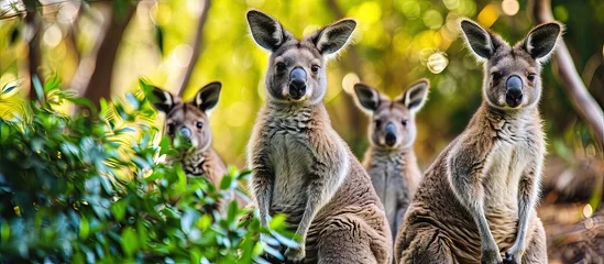 Fototapeten Close up view of kangaroo family at Lone Koala Sanctuary Brisbane Australia. Creative Banner. Copyspace image © HN Works