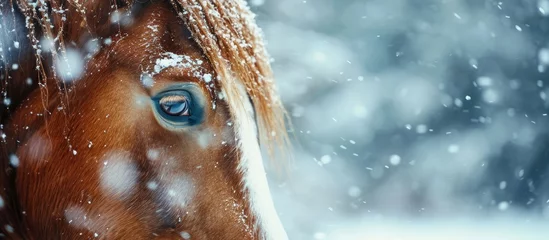 Foto op Plexiglas A horse in a paddock on a windy winter day Visible snowflakes wind and frost Close up of the horse s eyes and head Winter scenery at the horse farm. Creative Banner. Copyspace image © HN Works