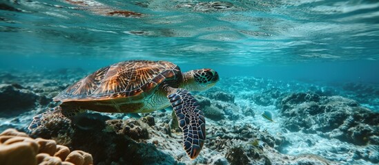 Obraz na płótnie Canvas Green Sea Turtle Ningaloo Reef Chelonia mydas. Creative Banner. Copyspace image