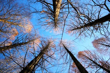 Teia Celestial © Eduardo