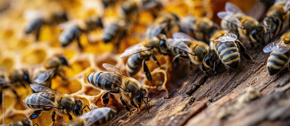 Poster closeup of bees on honeycomb in apiary selective focus copy space. Creative Banner. Copyspace image