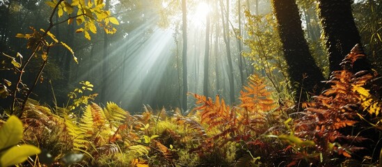 Beautiful morning in autumn forest sun lights plants and fern branches. Creative Banner. Copyspace image