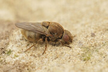 Closeup on a Stor cigargalle-fritflue parasite fly,Lipara lucens, sitting on stone
