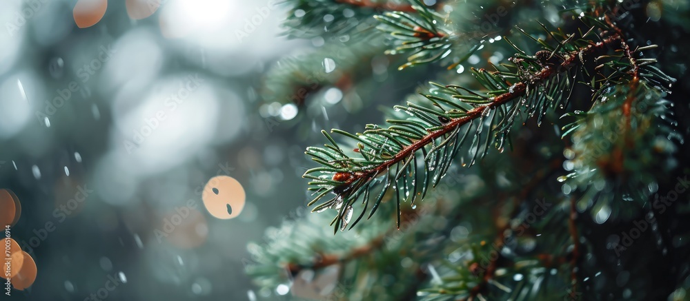 Poster close up of rain drops on a pine tree branch blurred background moody atmosphere of a rainy day. cre