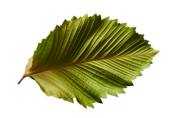 Hoja verde de higuera en fondo transparente.