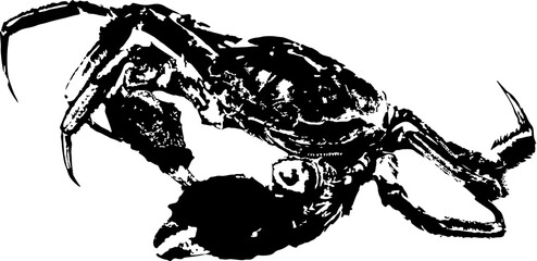 Vector vintage crab drawing. Hand drawn monochrome seafood illustration. Great for menu, poster or label.