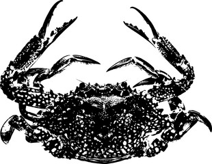 Vector vintage crab drawing. Hand drawn monochrome seafood illustration. Great for menu, poster or label.