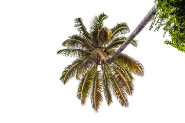 Cocotier penché sur fond blanc 