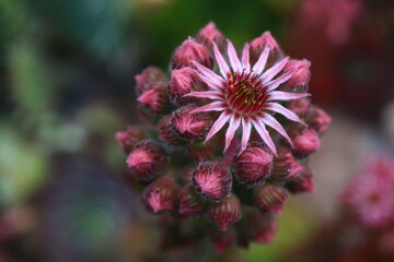 rojnik Feldmeier Sempervivum