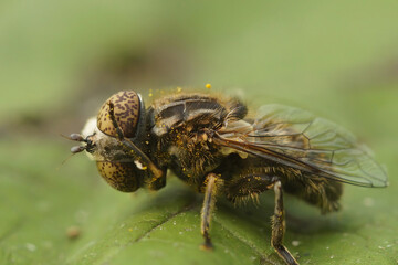 Detailed closeup on the small spotty-eyed dronefly, Eristalinus sepulchralis cleaning it's head