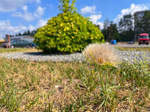 a dandelion ends its flowering on the city lawn