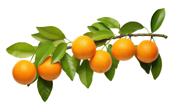 Ripe delicious oranges branch, cut out