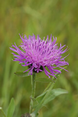 Closeup on an unusual wide form of the purple flowering bronray knapweed wildflower, Centaurea jacea