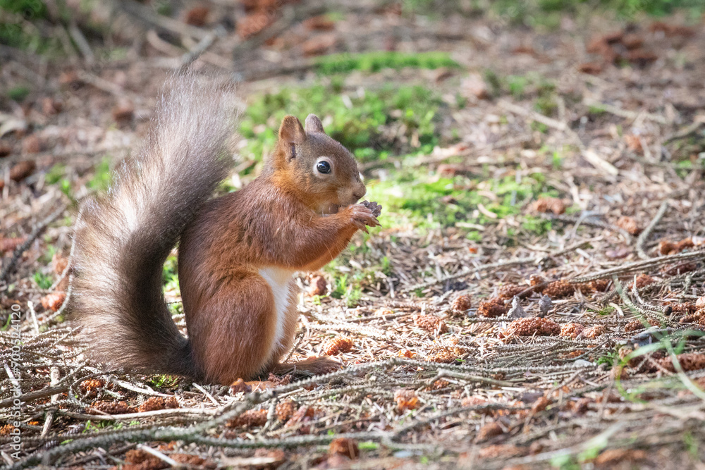 Canvas Prints red squirrel 