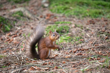 red squirrel 