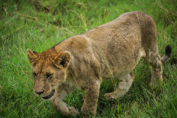 Naklejka na ściany i meble Lion Cub walking next to the Safari truck in Serengeti National Park