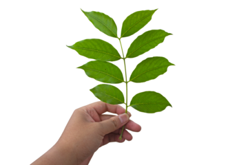 hand holding a sprig of tree, plant, leaf, isolated on transparent background, PNG