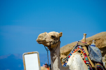 portrait of a camel with blank sign in Egypt Dahab South Sinai
