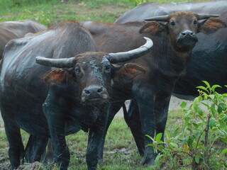 Buffalo In Field